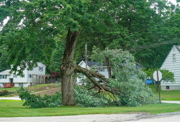 Best Tree Pruning Services  in Socastee, SC